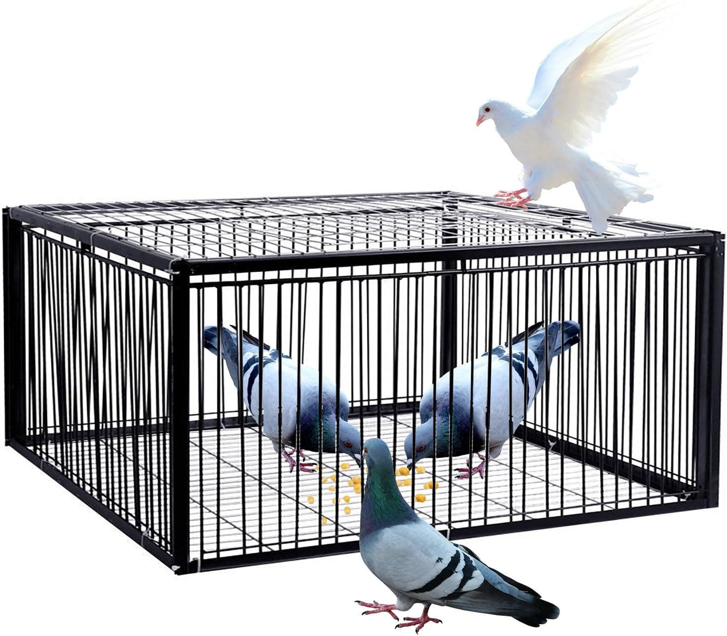 Piège à pigeons