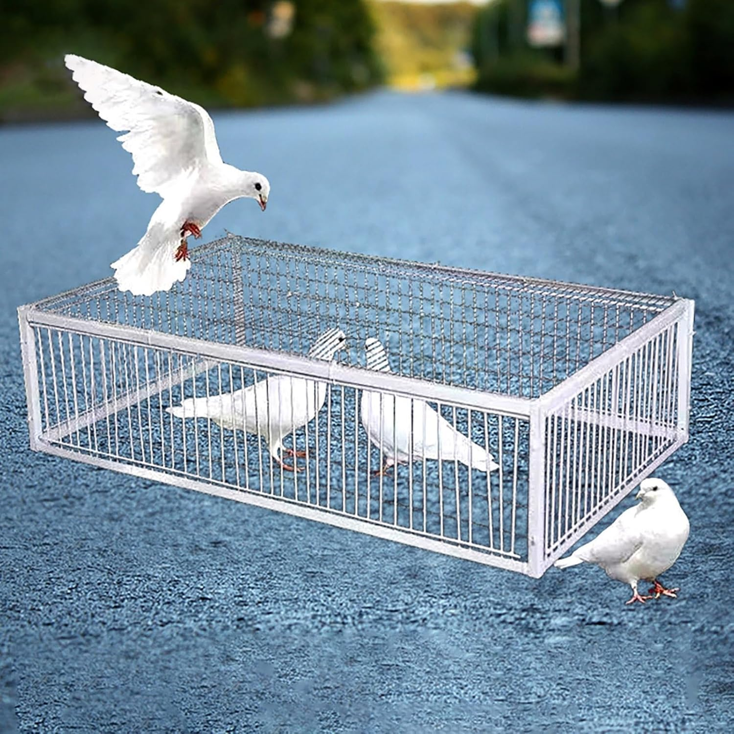 Cage de piège à pigeons